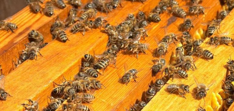 Пасечники Кубани фиксируют массовую гибель пчел
