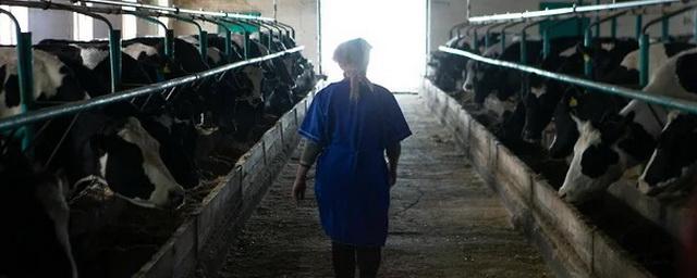 В Туве предложили обследовать сотрудников животноводческих хозяйств из-за вспышек бруцеллёза