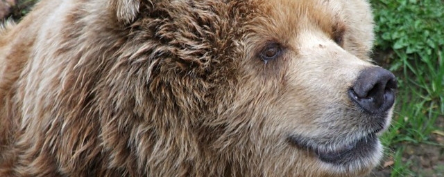 На Таганае туристов предупреждают об угрозе встречи с медведем