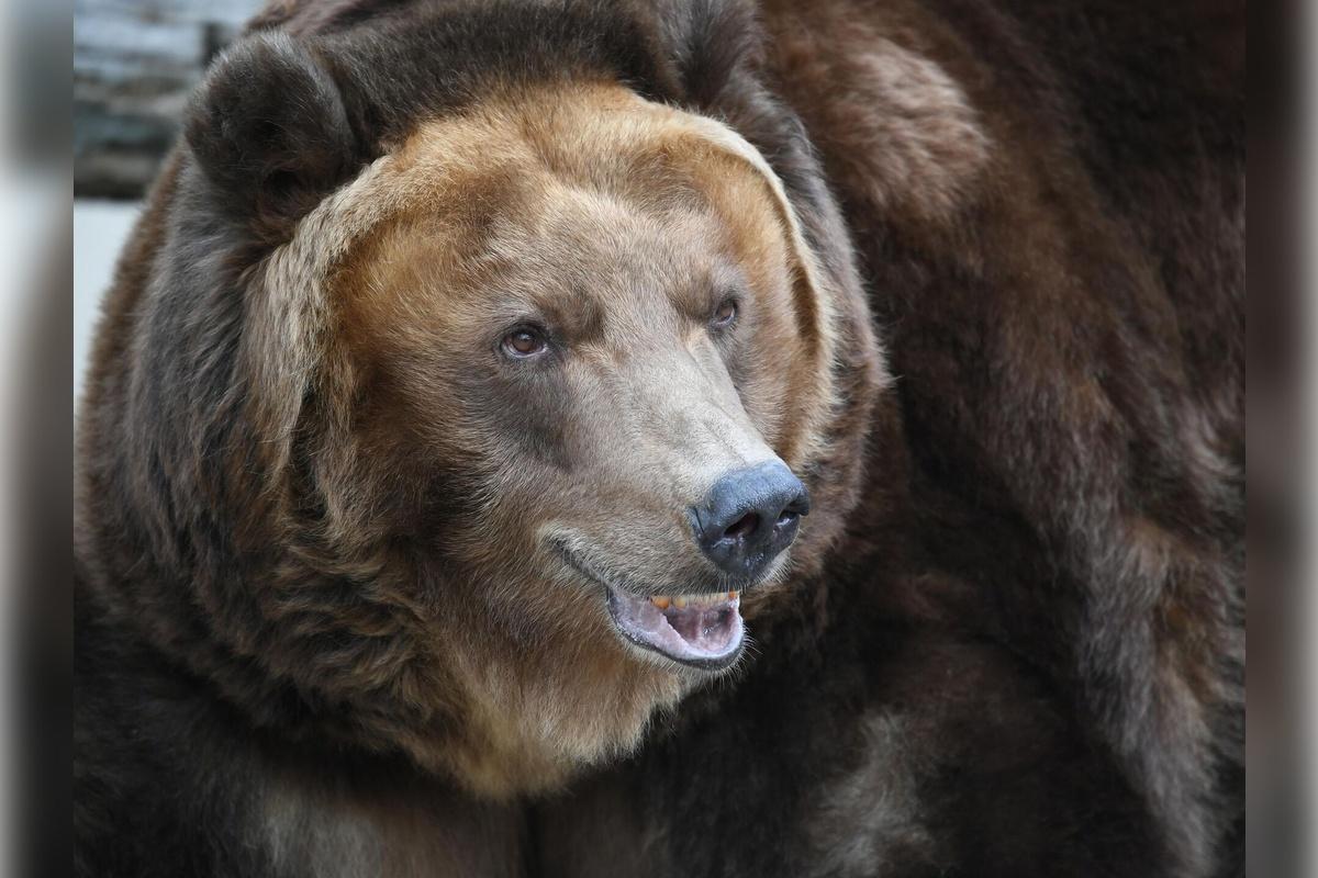 В США усыпили 11-летнего самца гризли для безопасности людей