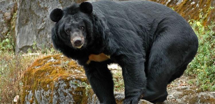 В Приморском крае медведь покусал беременную женщину