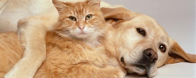 8 ошибок, которые сокращают жизнь домашних животных