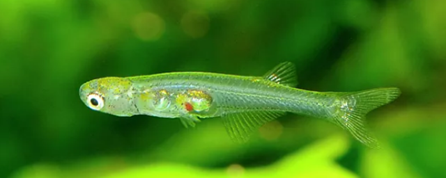 Найденная в Мьянме прозрачная рыбка с мозгом относится к новому виду из рода Danionella