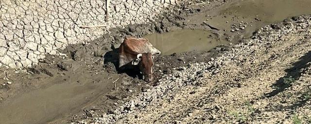 На Ставрополье трактором вытянули корову, которая четыре дня находилась в оросительном канале