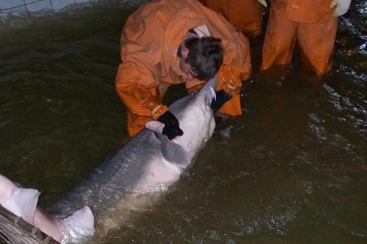 В Астраханской области начинают выводить диких осетров для восстановления популяции
