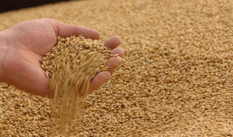 В России стремительно падают цены на пшеницу