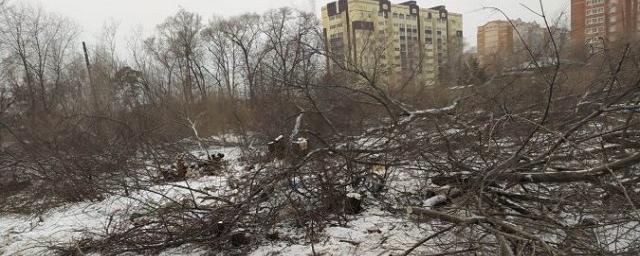 В Благовещенске неизвестные вырубили деревья в Левашовской роще