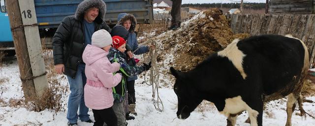 Депутат Федор Ярославцев подарил многодетной семье корову