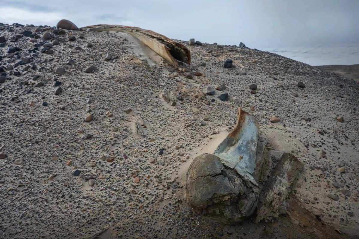 Таяние ледников открыло ученым кладбище древних китов