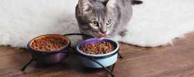 Томский ветеринар назвала лучшие марки отечественных кормов для кошек