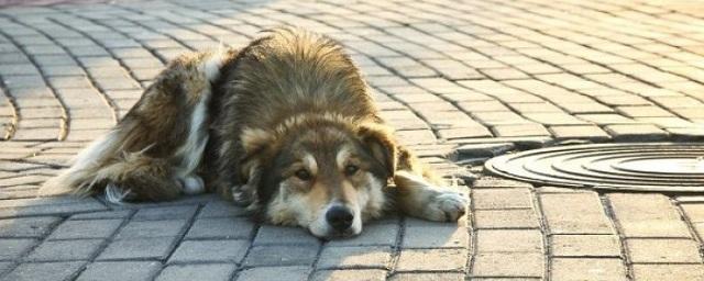 В Белгороде на выставке «Пойдем домой» хозяев обрели 23 собаки