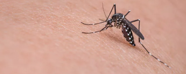 Инфекционист Александр Пронин исключил возможность заражения ВИЧ от комаров