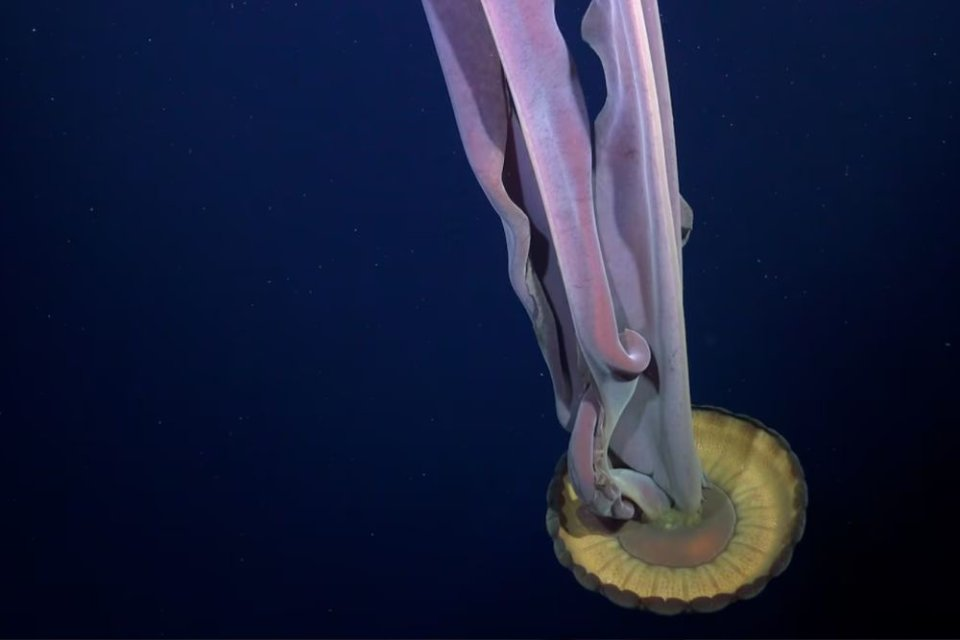 Богатая экосистема обнаружена под шельфовым ледником Георга VI