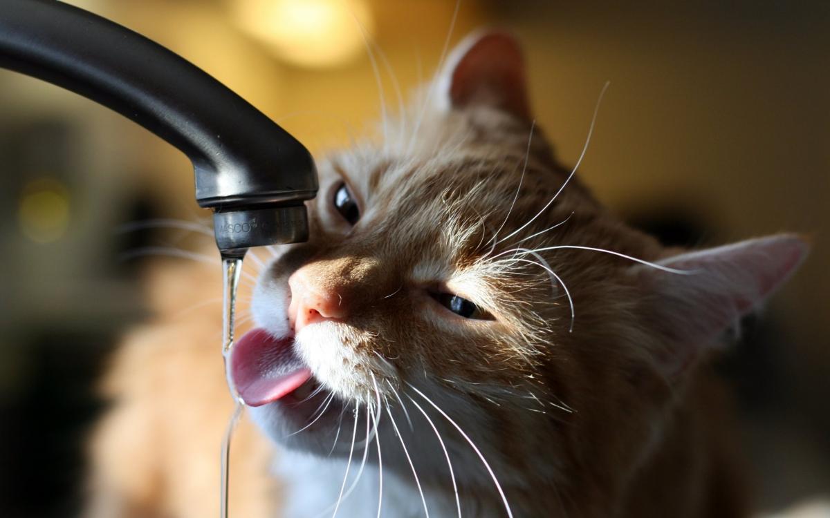 Ветеринар призвал не ставить кошачьи миски с едой и водой рядом