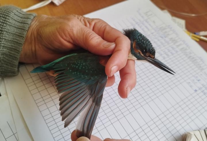 В Ленобласти орнитологи обнаружили редкого зимородка