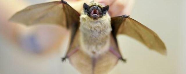 Ученые ДГТУ изучают возможность создания препаратов для подавления зоонозных вирусов