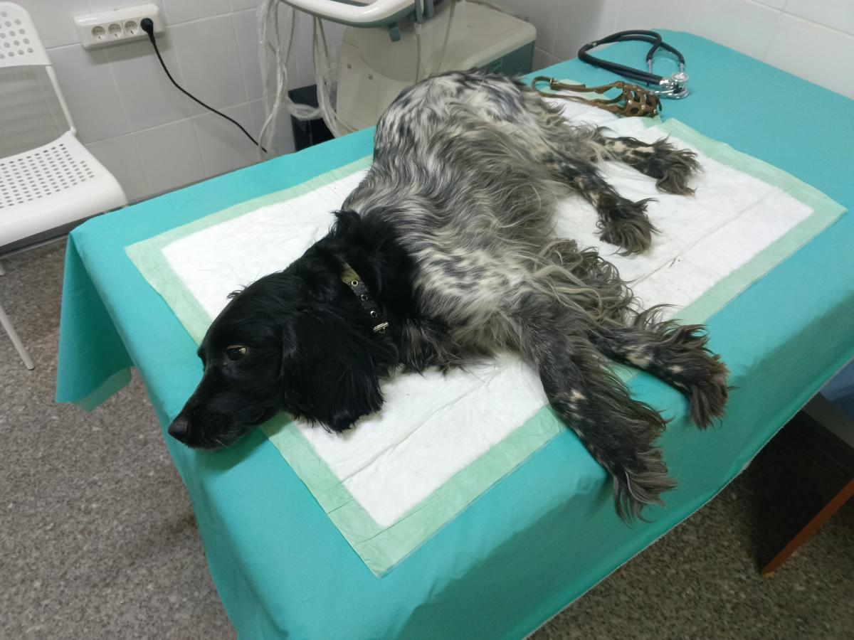 В Пермском крае хозяйка выбросила собаку с пятого этажа