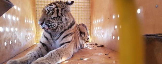 В Московский зоопарк из Приморья перевезли травмированную тигрицу