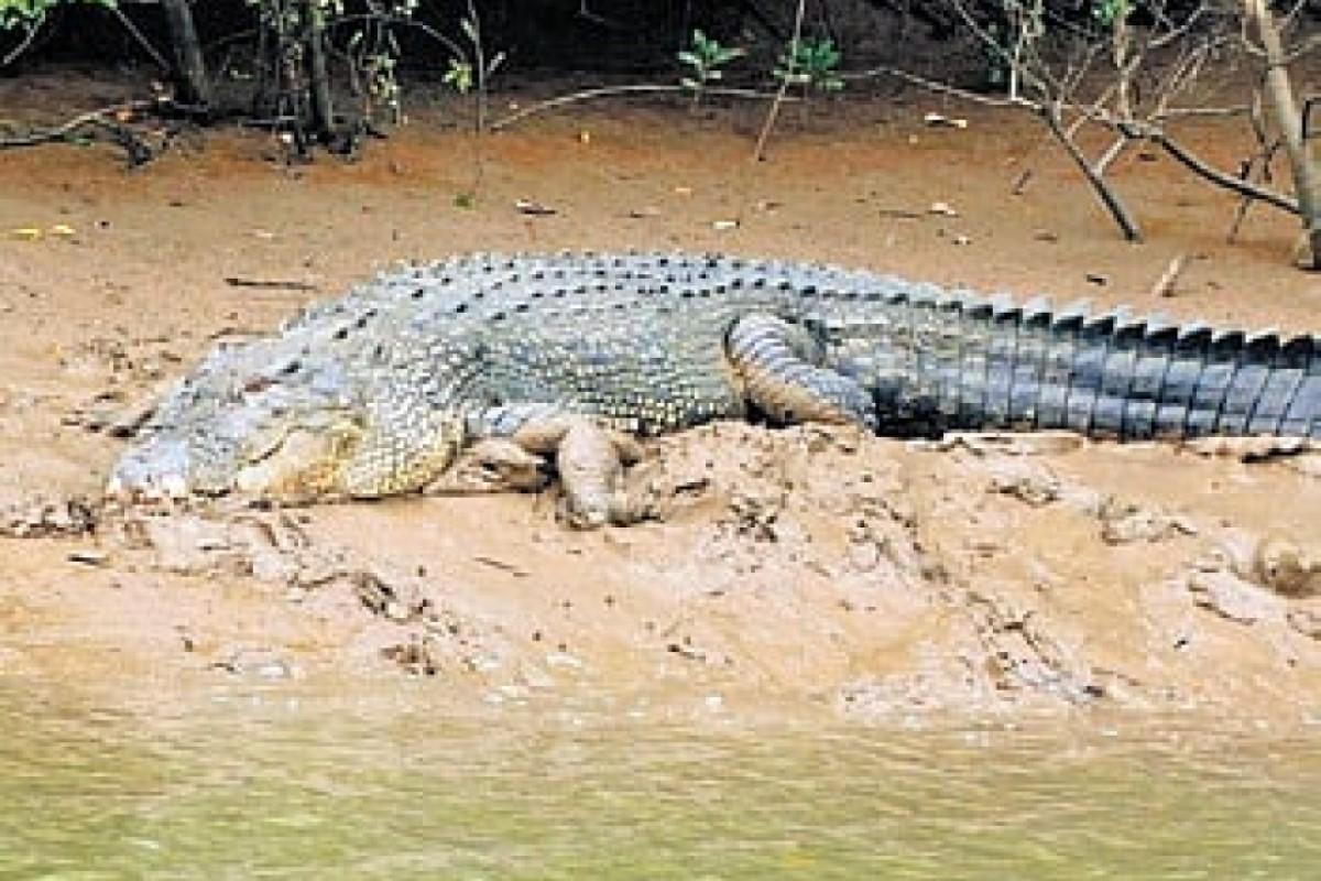 Крокодил убил женщину, купавшуюся в реке в Индии