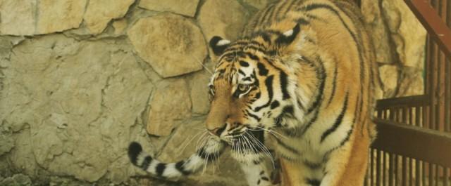 В Екатеринбургский зоопарк прибыл амурский тигр из Ижевска