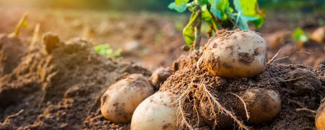Российские аграрии в 2022 году ожидают низкий урожай картофеля из-за погоды