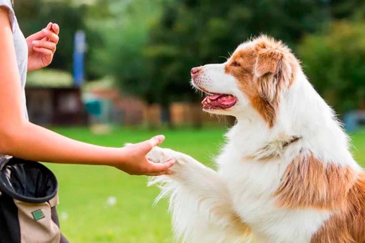 В Новосибирской области поставят под строгий общественный контроль реализацию закона об обращении с безнадзорными животными