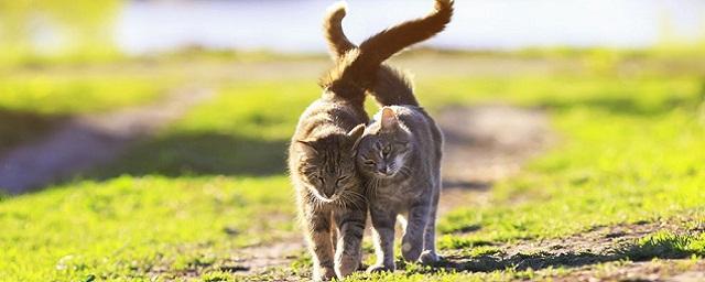 Американские ученые предупредили, что выгуливание домашних кошек приведет к угрозе биоразнообразия