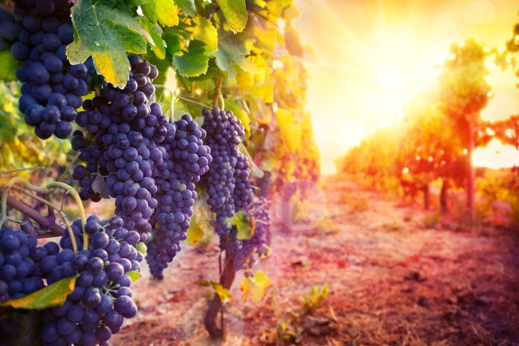 С начала 2023 года российские виноделы увеличили производство на 10%