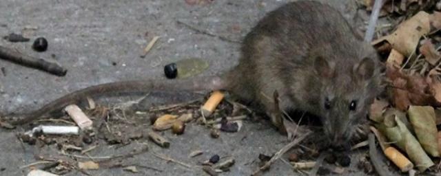 В Волгоградской области крыса напала на двоих детей и покусала их