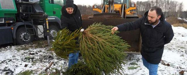 В Подмосковье открылись пункты приема новогодних елок