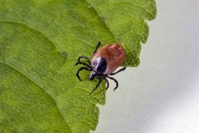 В 2025 году в Ленобласти от укусов клещей пострадали почти 8,2 тысяч человек