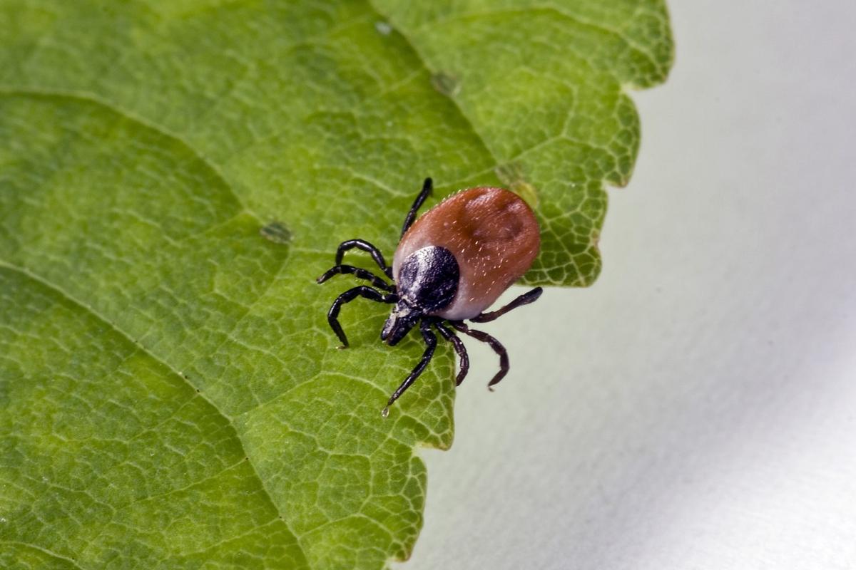 В 2025 году в Ленобласти от укусов клещей пострадали почти 8,2 тысяч человек