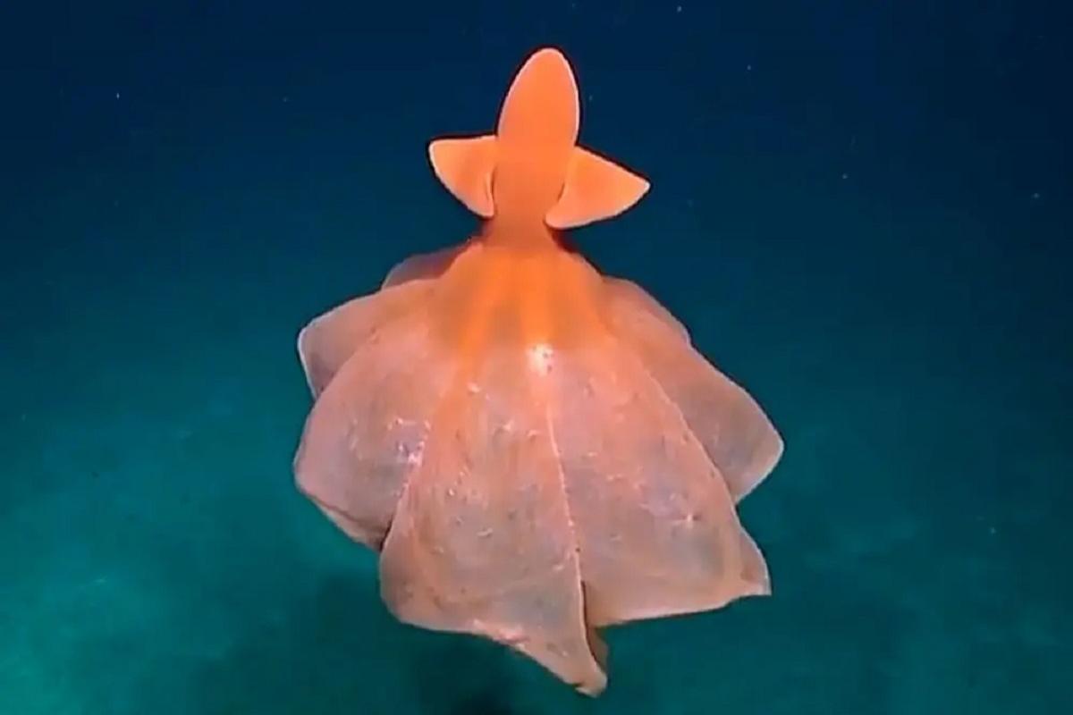 Океанологи заметили на глубине 5 000 м танцующего осьминога