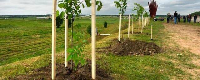 В Ленобласти в ходе международной ежегодной акции «Сад памяти» высадили 763 дерева