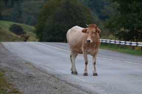В Адыгее увеличили штрафы за бесконтрольный выпас скота у дорог