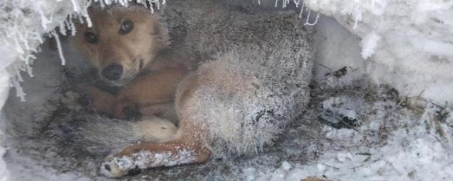 В Новосибирской области дальнобойщики спасли собаку с переломанным позвоночником