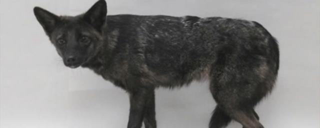 В Бразилии найден первый гибрид собаки и лисицы