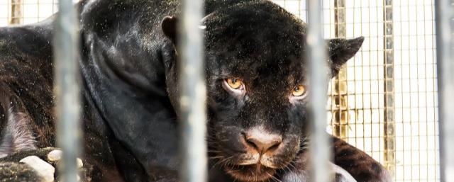 В зоопарке на территории базы отдыха под Волгоградом пантера напала на первоклассницу