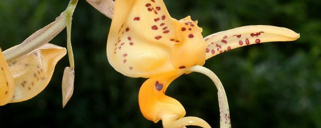 В московском «Аптекарском огороде» расцвела орхидея-бык с ароматом корицы