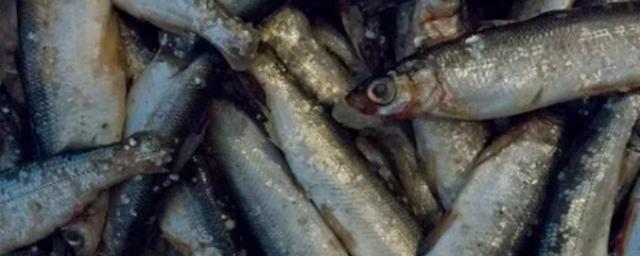 В Северной Осетии на 685 тонн стал больше объем производства товарной рыбы