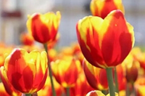 На городских клумбах Иванова высадят 86 тысяч тюльпанов