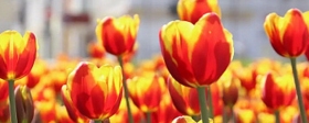 На городских клумбах Иванова высадят 86 тысяч тюльпанов