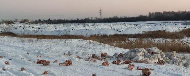 Под Омском обнаружили незаконный скотомогильник