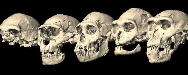 PNAS: клыки древнего человека уменьшились примерно 4,5 млн лет назад