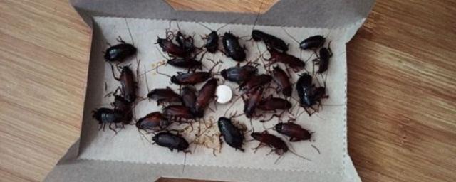 PRS: тараканы научились быстрее спариваться из-за «сахарных ловушек»