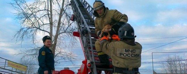 В Тюмени пожарные спасли просидевшего на дереве три дня кота