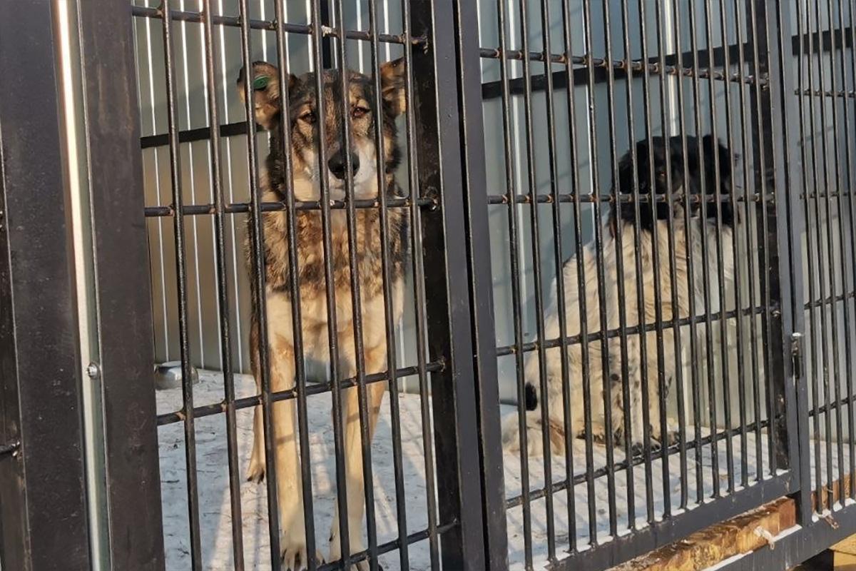 Работу пункта содержания бездомных собак проверили в Биробиджане