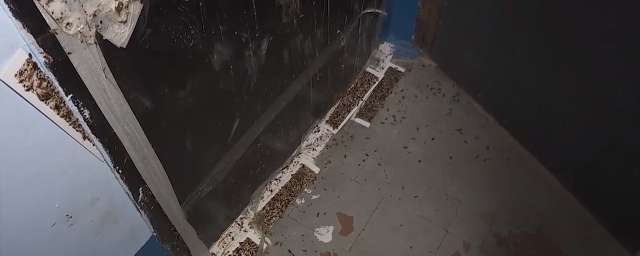 Жители одного из домов в Высоковске столкнулись с нашествием тараканов из соседней квартиры