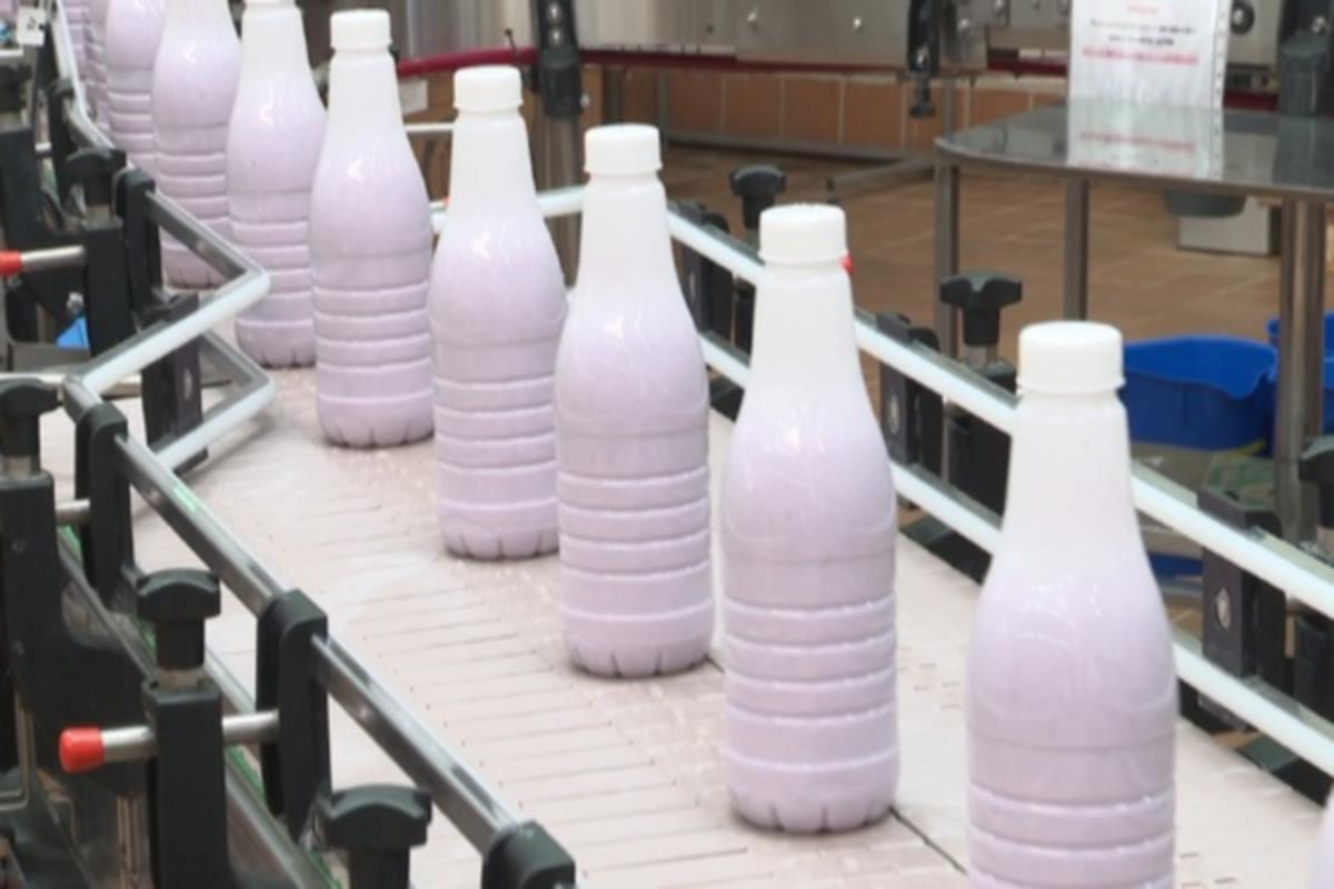 Высокий урожай зерновых культур обеспечит Челябинскую область зерном и свежим молоком