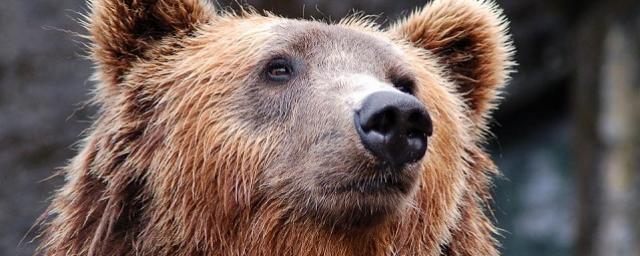 В зоопарке Новосибирска проснулись от зимней спячки бурые медведи Валя и Лёха
